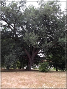 Chêne pédonculé de Triboulet - arbres à contempler de Cenon
