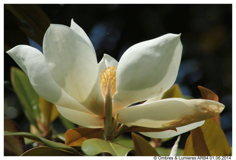 Magnolia - Griffons